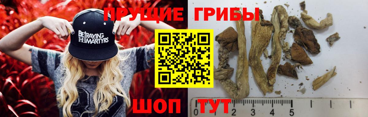 Новозыбков  Псилоцибиновые грибы Psilocybe  Вход с VPN  Галлюциногенные грибы ЛСД 
